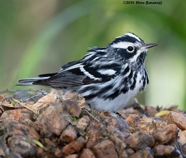 _B237858 black and white warbler.jpg